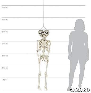imageFun Express TwoHeaded LifeSize Human Skeleton 5 Feet Tall Posable Halloween Decorations Outdoor ampamp Indoor Scary Halloween Decor for Yard Porch ampamp Party Premium Plastic Construction with Hanging String