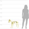 Fun Express 27″ Unicorn Skeleton Plastic Halloween Decoration with Glowing Eyes – Premium Outdoor Yard Decor for Porch, Garden & Lawn | Weather-Resistant Large Halloween Decorations