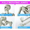 Fun Express 5 Foot Life Size Skeleton Halloween Decorations Outdoor – Posable Full Body with Movable Joints for Yard, Haunted House Props & Indoor Scary Decor | Premium Plastic Construction