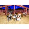 9 Ft. x 6 Ft. Nativity Stable Scene with Animals Plastic Backdrop – 3 Piece Make The Full Backdrop – Great for Nativity and Christmas Plays and Pageants