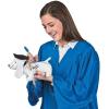 Fun Express – Graduation Autograph Dog for Graduation – Toys – Plush – Stuffed Autograph – Graduation – 1 Piece – Orignal Color