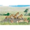 Fun Express African Safari Vbs Lion Backdrop – Party Decor – VBS Vacation Bible School Supplies/Decor – 3 Pieces