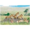 Fun Express African Safari Vbs Lion Backdrop – Party Decor – VBS Vacation Bible School Supplies/Decor – 3 Pieces