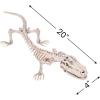 Skeleton Crocodile or Alligator (mouth can pose open or shut) Halloween Home Decoration