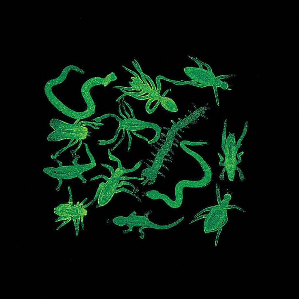 imageFun Express Glow in The Dark Bug Assortment  Bulk Parties Decorations Educational Activities Craft Projects ampamp More  Ideal for Fun Celebrations Halloween Classroom Use  Assorted Colors  144 Pieces