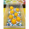 YOU ARE MY SUNSHINE SQUIRTS – Toys – 12 Pieces