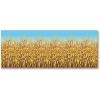 Fun Express Design A Room Fall Cornstalks Backdrop – Party Decor, 4 ft. x 30 ft.
