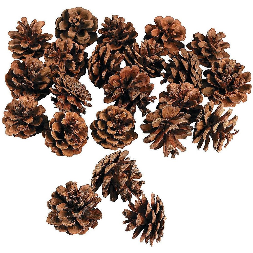 image:imageFun Express Bulk Ba of Real Pinecones Bulk Set of 24 Natural Pine Cones Crafts Supplies